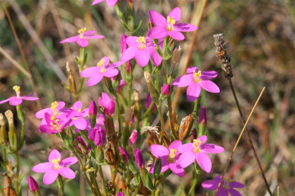Centaurium littorale