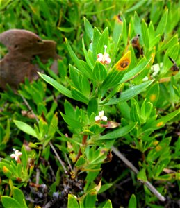 Ernodea littoralis, sandy flats at  Dr. Von D. Mizell-Eula Johnson State Park, Broward County, Florida.
