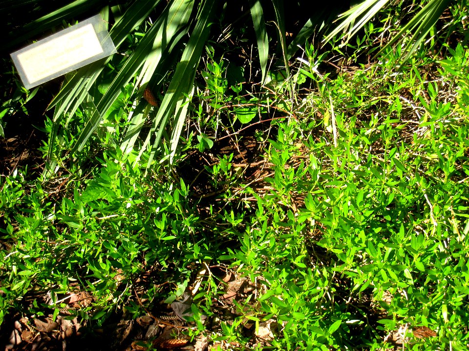 Miami Beach Botanical Garden, Miami Beach, Florida, USA.