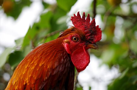 Beak portrait village