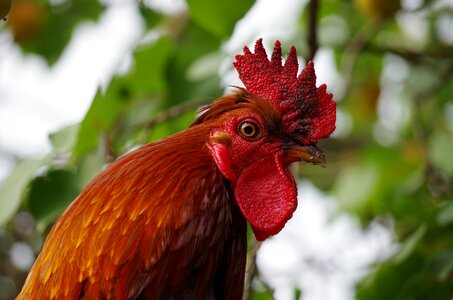 Beak portrait village photo