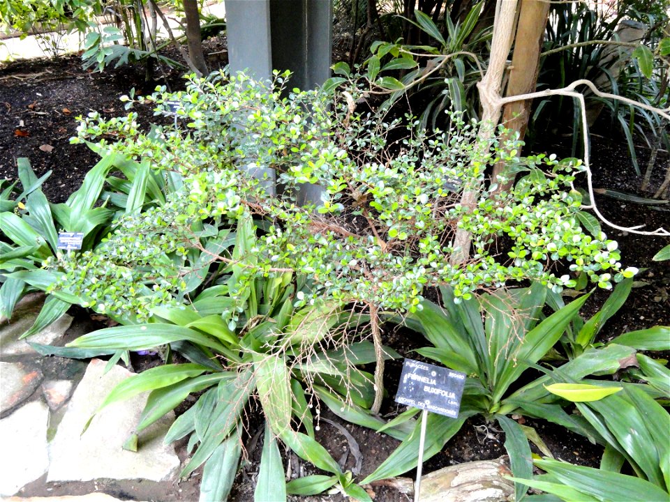 Fernelia buxifolia specimen in the Jardin Botanique de Lyon, Parc de la Tête d'Or, Lyon, France.