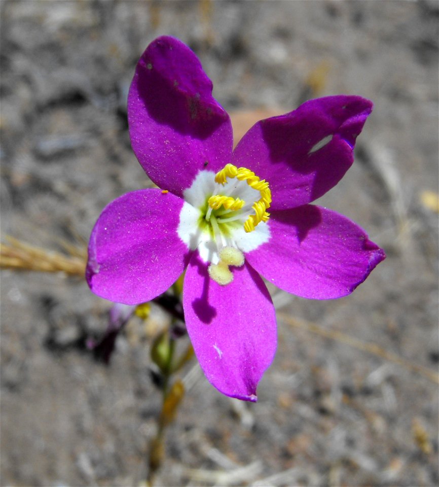Centaurium venustum at Oakoasis Open Space Preserve in Lakeside, California, USA.