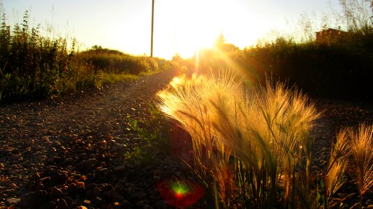 Sunset spikes kolos