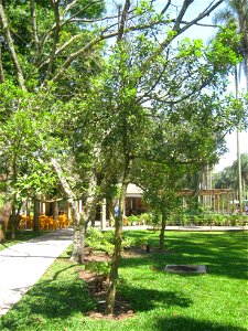 Aspidosperma parvifolium in the Jardim Botânico de São Paulo, São Paulo City, SP, Brazil.