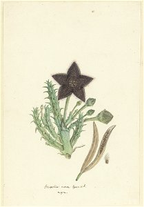 IdentificatieTitel(s): Tridentea gemmiflora (Masson) Haw.Stapelia nova Species. nigra. (titel op object)Objecttype: tekening albumblad Objectnummer: RP-T-1914-18-90Opschriften / Merken: annotatie, mid