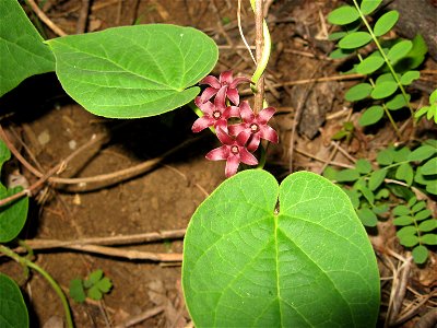 Matelea carolinensis, limestone roadside in Franklin County, Tennessee.