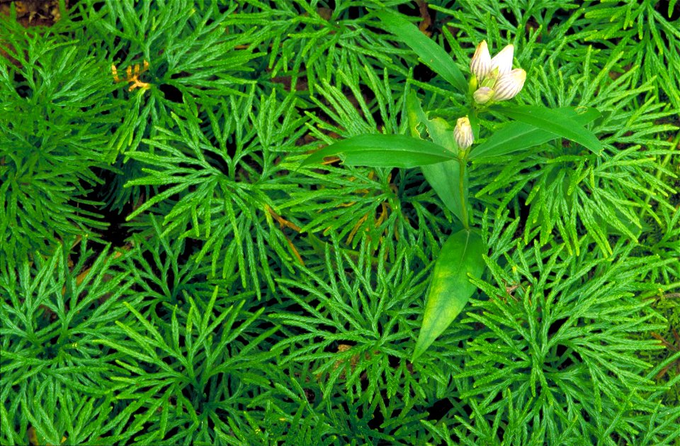 Image title: Showy gentian flower gentiana decora plant growing in moss
Image from Public domain images website, http://www.public-domain-image.com/full-image/flora-plants-public-domain-images-picture