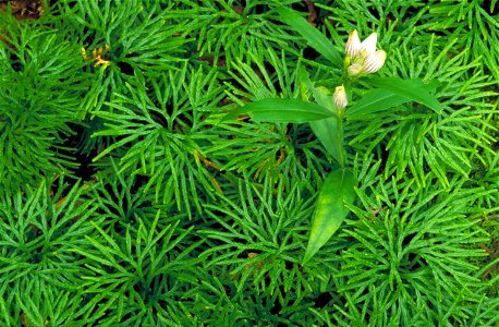 Image title: Showy gentian flower gentiana decora plant growing in moss Image from Public domain images website, http://www.public-domain-image.com/full-image/flora-plants-public-domain-images-picture photo