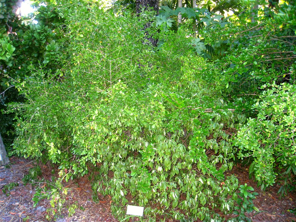 Miami Beach Botanical Garden, Miami Beach, Florida, USA.