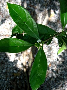 Morinda royoc, near Sunset Cove, Key Largo, Florida.