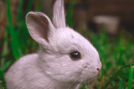 Nature mammal ears photo