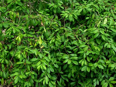 Morinda royoc