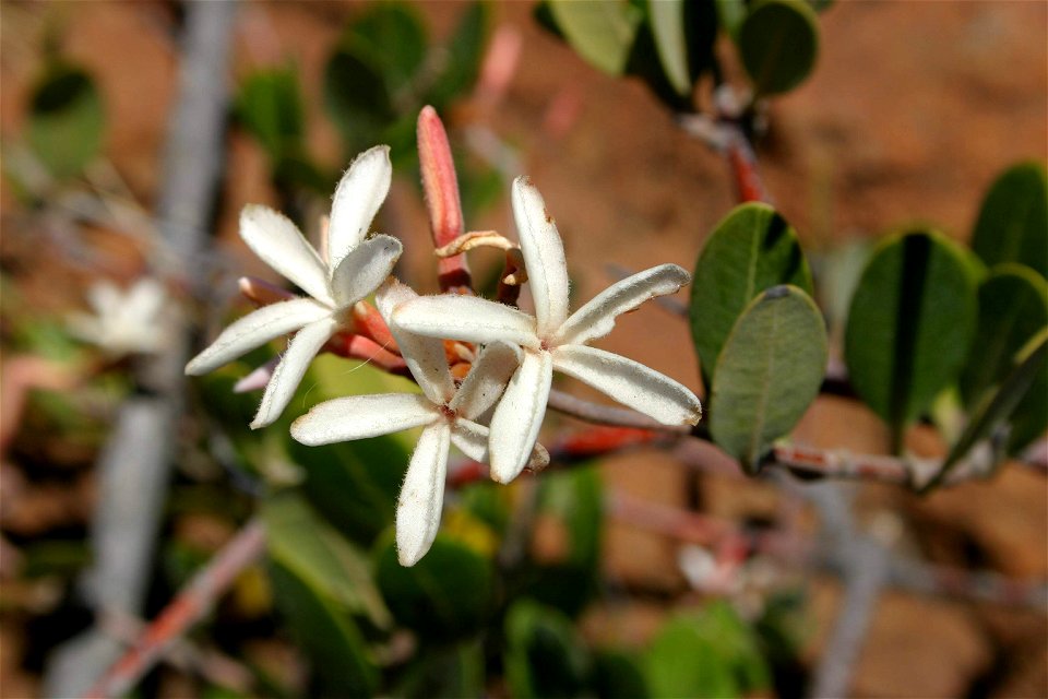Flowers of Landolphia capensis Oliv., Magaliesberg, South Africa