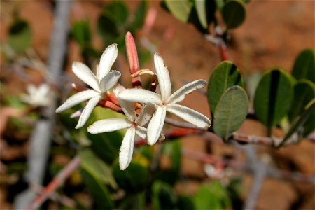 Flowers of Landolphia capensis Oliv., Magaliesberg, South Africa photo