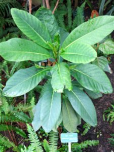 Atractocarpus heterophyllus in the greenhouses of the Jardin des Plantes de Paris. Plant identified by its botanic label.