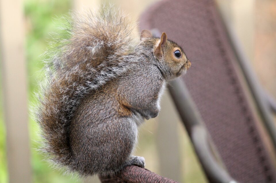 Cute nature rodent