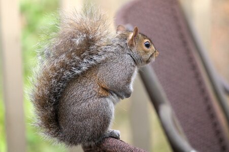 Cute nature rodent photo