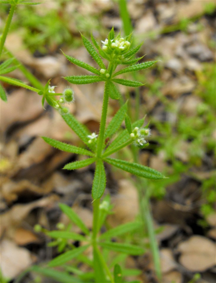 — Santa Catalina Island bedstraw.
Endemic to California coastal sage and chaparral habitats on Catalina Island and San Clemente Island, of the California Channel Islands.
Specimen at the San Diego Zoo