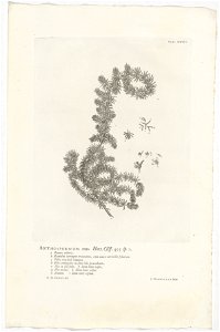 IdentificatieTitel(s): Anthospermum aethiopicumAnthospermum mas. Hort. Cliff. 455 sp. 1 (titel op object)Objecttype: prent boekillustratie Objectnummer: RP-P-OB-61.478Catalogusreferentie: Wurzbach 7Om
