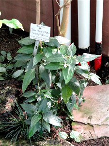 Tabernaemontana heterophylla specimen in the Botanischer Garten München-Nymphenburg, Munich, Germany.