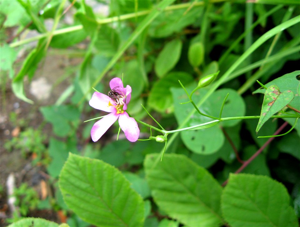 Sabatia campanulata growing on sandstone cobblebar of Daddys Creek,  Catoosa Wildlife Management Area, Cumberland County, Tennessee.
