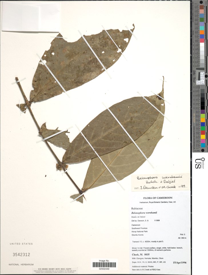 Belonophora wernhamii Hutch. & Dalziel
Object Details
Biogeographical Region
23 - West-Central Tropical Africa
Collector
M. Cheek
Elangwe
Namata
Mambo
-- Okon
Min. Elevation
107
Record Last Modifi