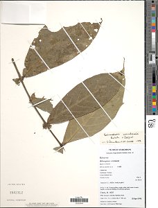 Belonophora wernhamii Hutch. & Dalziel Object Details Biogeographical Region 23 - West-Central Tropical Africa Collector M. Cheek Elangwe Namata Mambo -- Okon Min. Elevation 107 Record Last Modifi photo