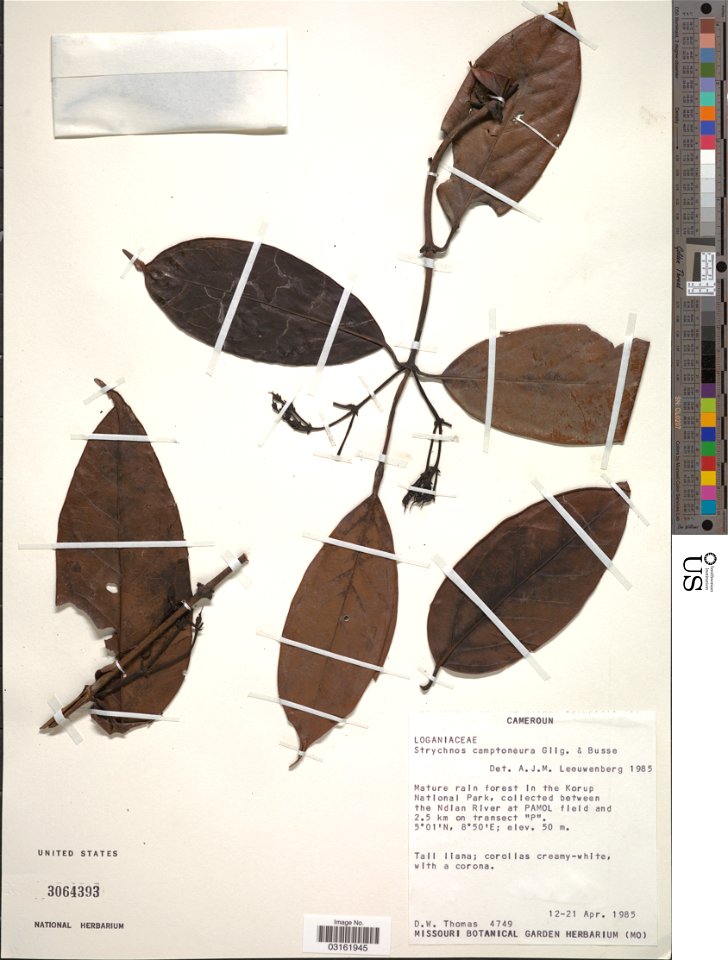 *Strychnos camptoneura Gilg & Busse
Object Details
Biogeographical Region
23 - West-Central Tropical Africa
Collector
Duncan W. Thomas
Min. Elevation
50
Record Last Modified
8 Mar 2019
Specimen Co