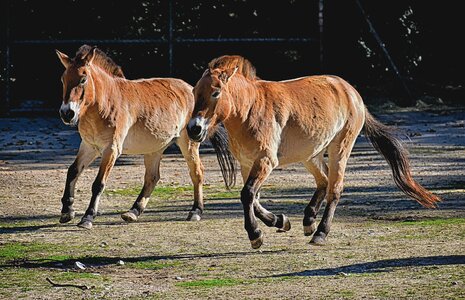 Animal nature animal world
