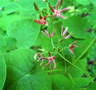 Matelea obliqua, in limestone woodland at Quiet Trails Nature Preserve, Harrison County, Kentucky.