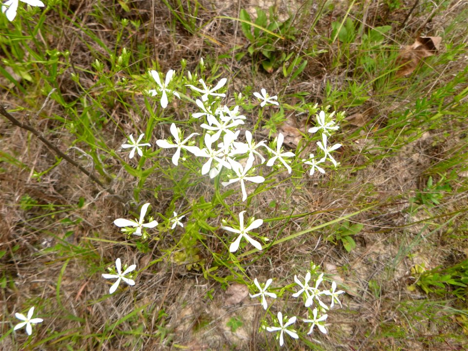 https://www.inaturalist.org/observations/6611428