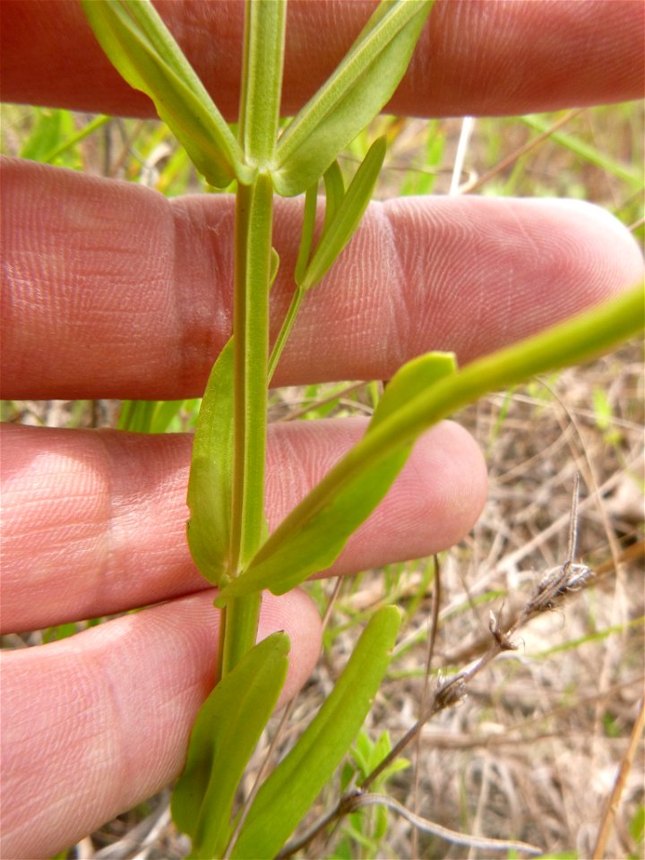 https://www.inaturalist.org/observations/6611428