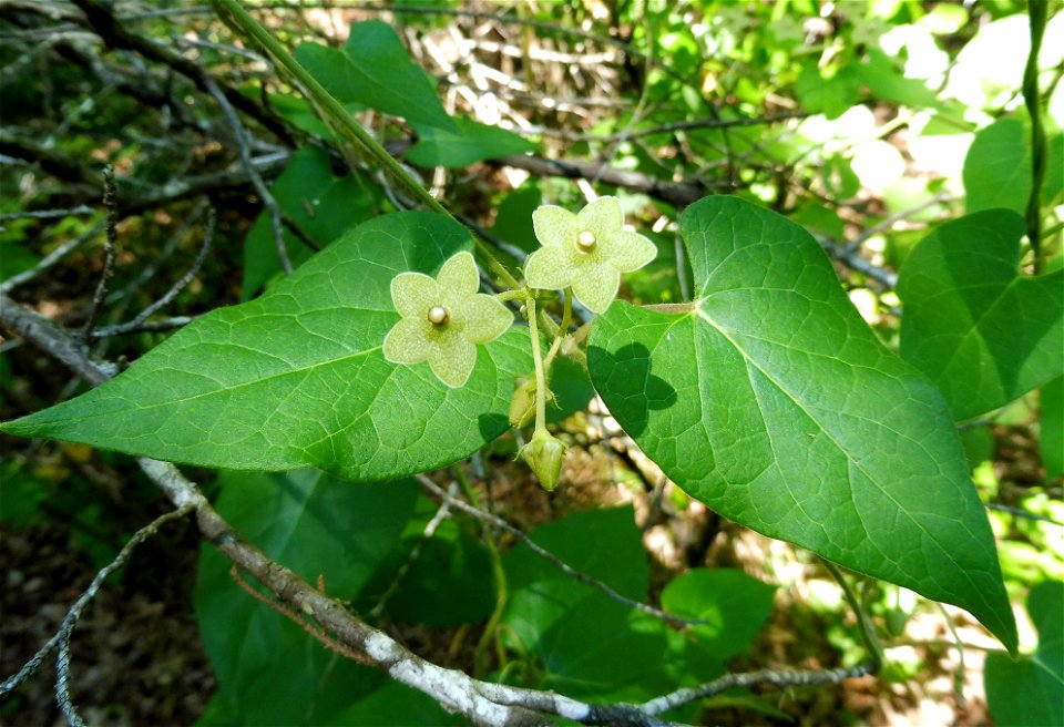 Matelea reticulata, rocky mesic bluffs along the Sabinal River, Lost Maples State Natural Area. Bandera County, Texas.
