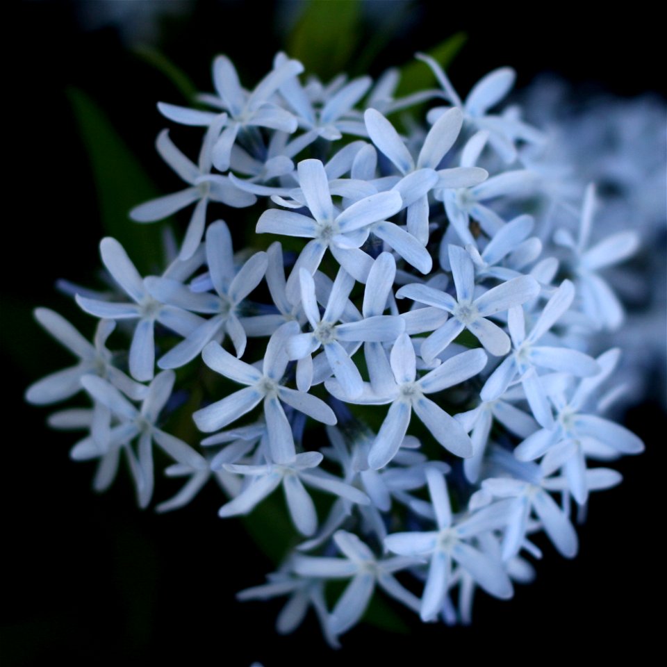 Amsonia tabernaemontana 'Blue Ice' - Eastern Blue Star