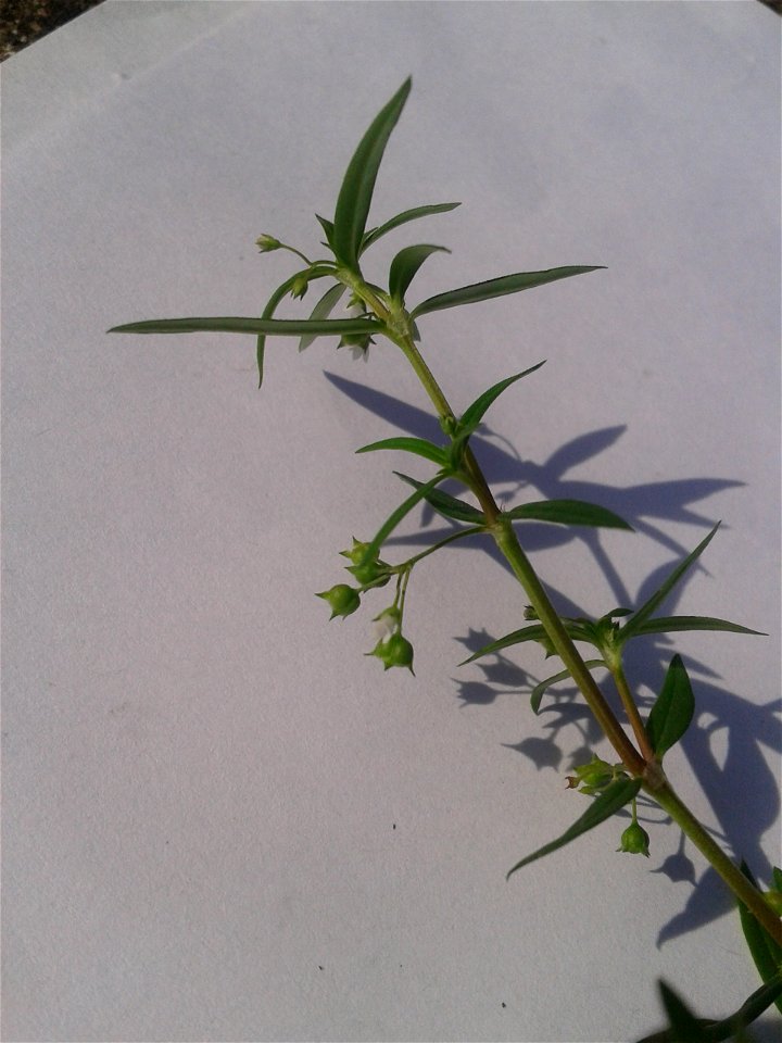 Botanical name: Oldenlandia corymbosa   
Common names : Snake tongue grass ; Pearl grass ; Old world diamond-flower .
Tamil name : Kattuch chayaver ‘forest dye-root’ .
Sanskrit nam