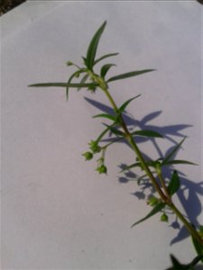 Botanical name: Oldenlandia corymbosa   
Common names : Snake tongue grass ; Pearl grass ; Old world diamond-flower .
Tamil name : Kattuch chayaver ‘forest dye-root’ .
Sanskrit nam