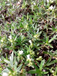 Botanical name: Oldenlandia corymbosa   
Common names : Snake tongue grass ; Pearl grass ; Old world diamond-flower .
Tamil name : Kattuch chayaver ‘forest dye-root’ .
Sanskrit nam