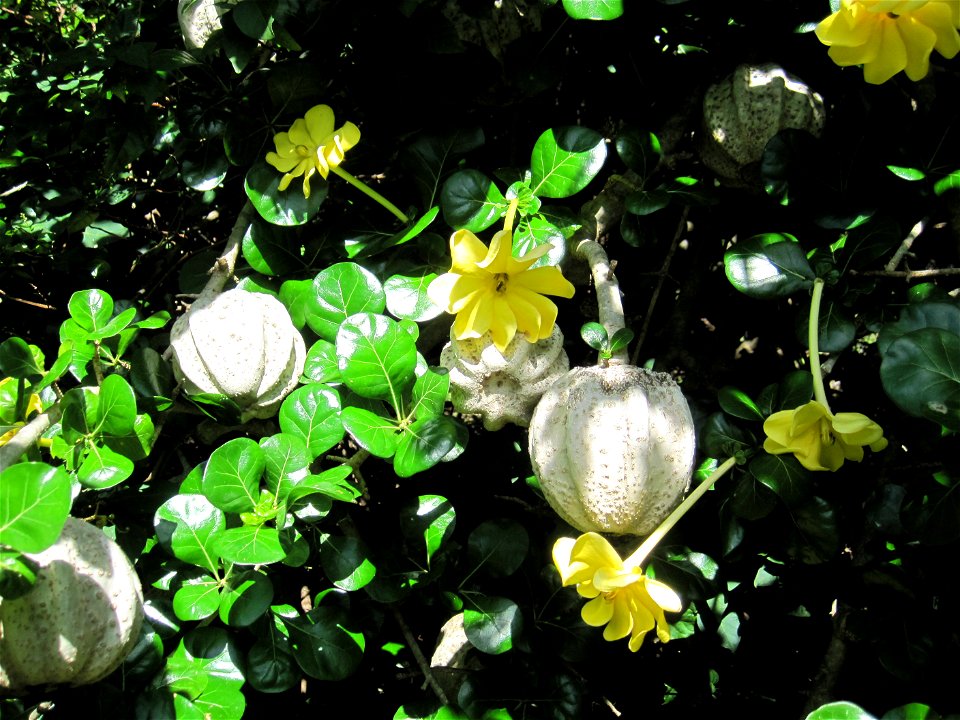 Flowers, foliage, and fruit of Transvaal gardenia (Gardenia volkensii), Koko Crater Botanical Garden, Honolulu, Hawaii, USA