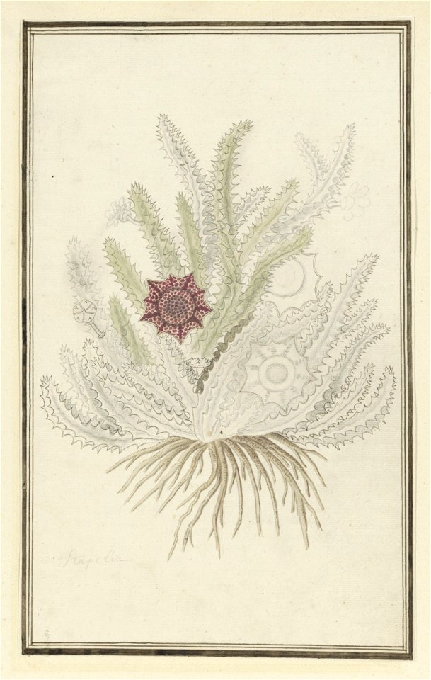 IdentificatieTitel(s): Huernia guttata (Masson) Haw.Stapelia (titel op object)Objecttype: tekening albumblad Objectnummer: RP-T-1914-18-84Opschriften / Merken: annotatie, linksonder, potlood: ‘Stapeli