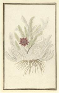 IdentificatieTitel(s): Huernia guttata (Masson) Haw.Stapelia (titel op object)Objecttype: tekening albumblad Objectnummer: RP-T-1914-18-84Opschriften / Merken: annotatie, linksonder, potlood: ‘Stapeli