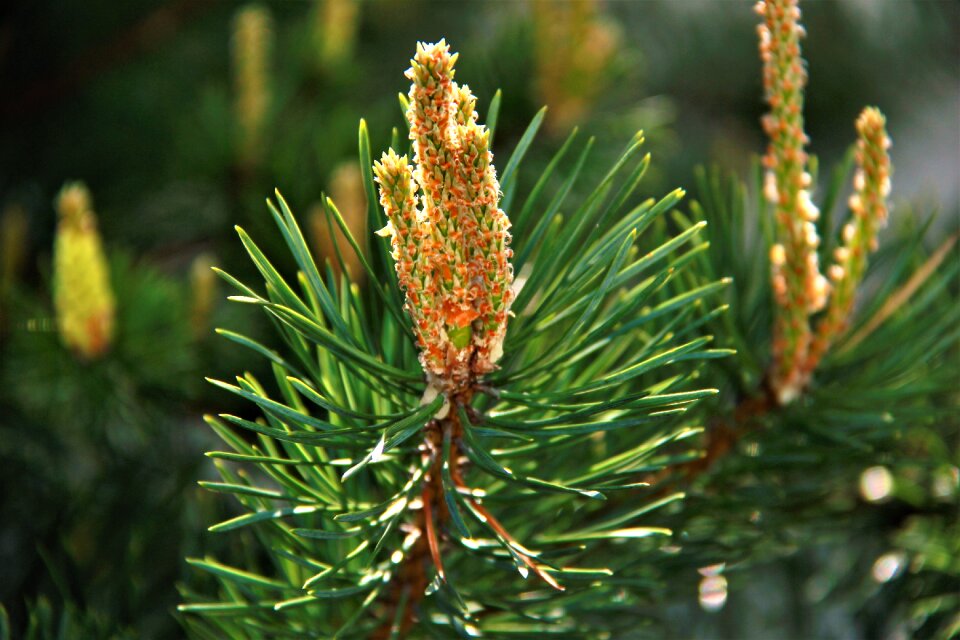 Nature russia coniferous tree