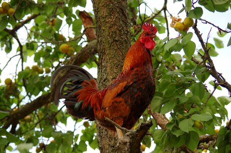 Beak portrait village