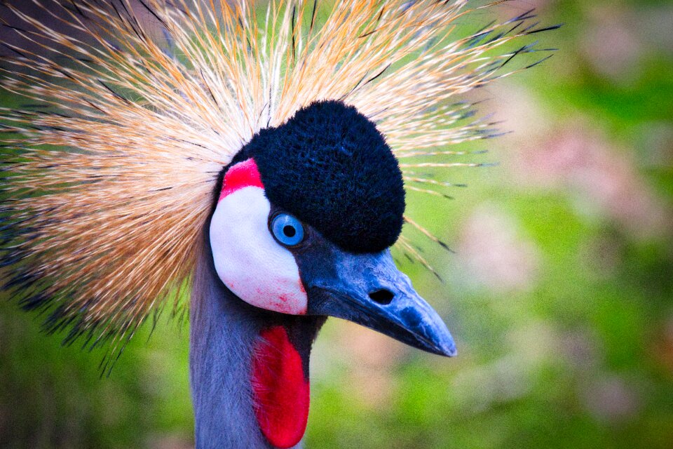 Balearica regulorum colorful pride