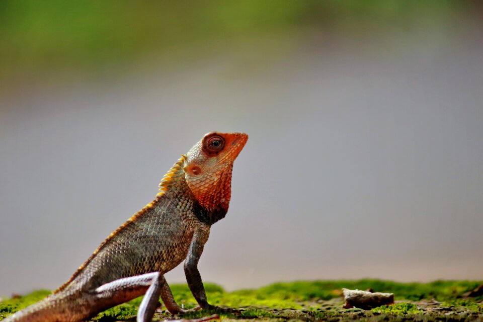 Wildlife nature colorful