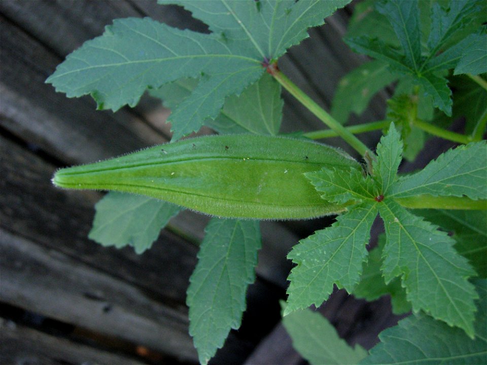 Okra growing in a Sub-urban garden