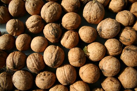 Nuts walnuts shell photo