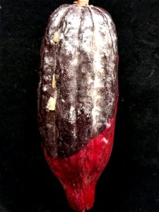 Cabosse de cacaoyer atteinte par la pourriture brune (Phythophthora) photo