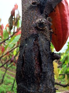Theobroma cacao (cacaoyer) : chancre du tronc dû à Phythophthora palmivora