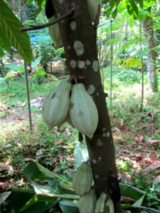 Pods of cocoa hang on the tree in India. For more information read the Consumer Update at, www.fda.gov/ForConsumers/ConsumerUpdates/ucm333944.htm. photo
